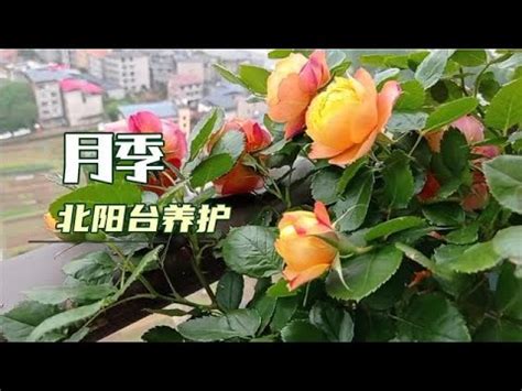 陽台種玫瑰|陽台種玫瑰花怎樣才能養活